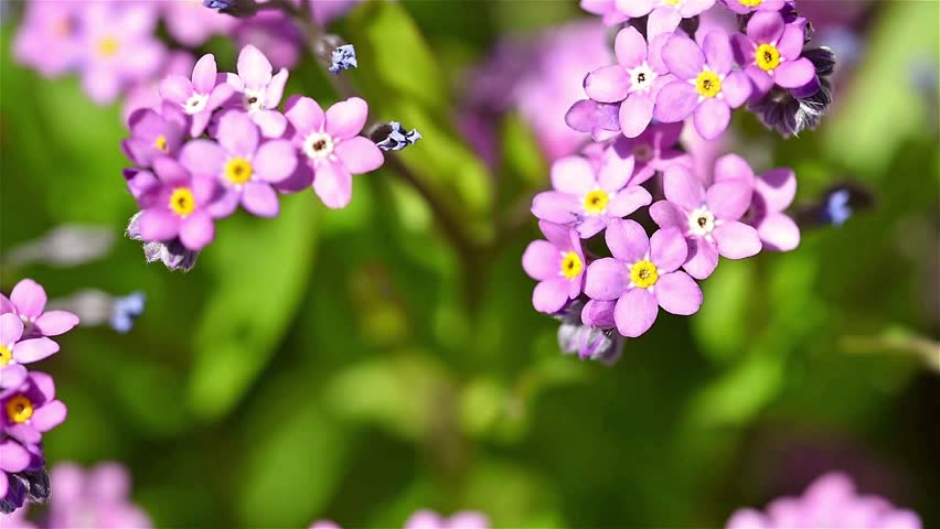 Forget Me Not Pink Flowers In Spring Stock Footage Video 100 Royalty Free Shutterstock