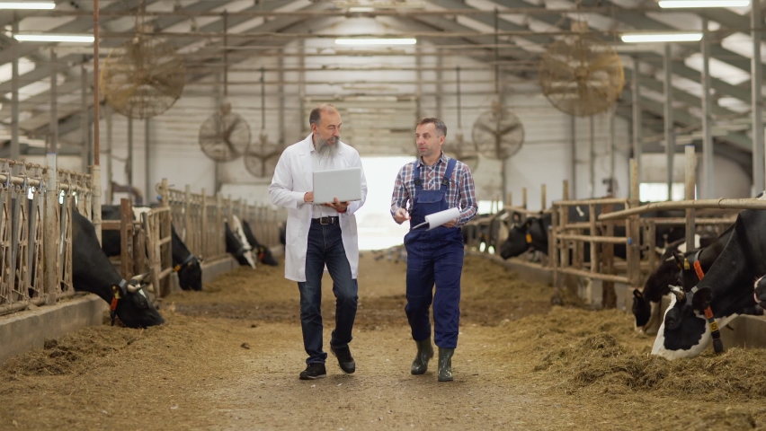 Farm worker with clipboard showing cowshed with dairy cows eating hay to agricultural engineer in white coat using laptop. Two men walking down aisle between stalls and talking | Shutterstock HD Video #1059558170