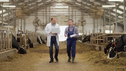 Farm worker with clipboard showing cowshed with dairy cows eating hay to agricultural engineer in white coat using laptop. Two men walking down aisle between stalls and talking