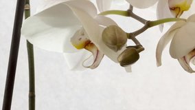 Orchid coming into blossom time lapse video.