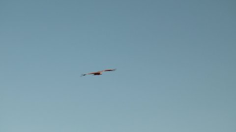 Griffon vulture soars in blue sky with massive wingspan, Slow Motion