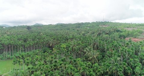 Aerial view of areca farm filled with greenery taken during the rainy season at Malabar region of Kerala
