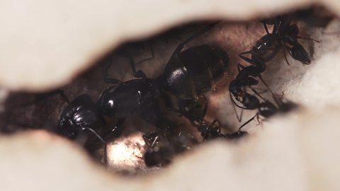 Close up of queen ant and nest underground.