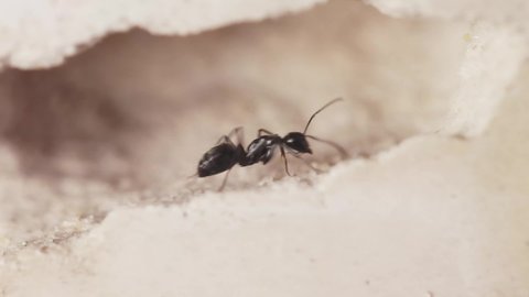 Close up of black ant exploring underground.