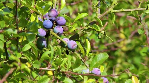 Sloes hanging on a bough waiting to be be picked and used for flavouring gin. A delicacy to be found mainly in the united kingdom
