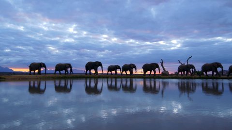 Amazing animal conservation moment of herd of African elephants walking across horizon with their human handlers as silhouettes against a breathtaking cloudy orange sunset, reflected in water below.