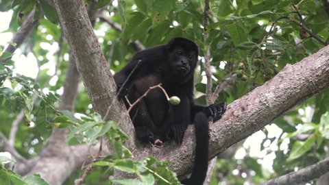 Male Black Howler Monkey Sitting And Scratching It's Back On The Tree In Santa Teresa, Pacific Beach of Costa Rica.