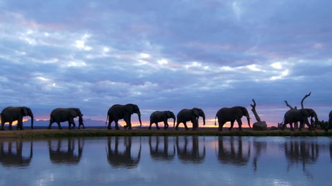 Breathtaking african safari sunset moment of elephant herd guided by human handlers walking across frame with golden sunset reflected in water below in realtime.
