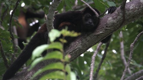 Black Howler Looking Down While Chilling On The Tree Branches At The Rainforest Of Santa Teresa, Pacific Beach Of Costa Rica. - low angle shot