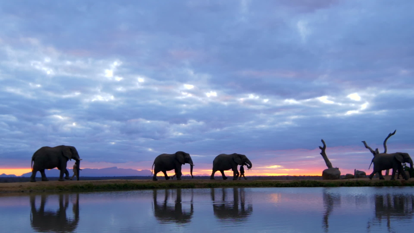 Beautiful African sunset safari moment of elephants and their handlers walking across horizon, with silhouettes reflecting in water below in slow motion. | Shutterstock HD Video #1059568700