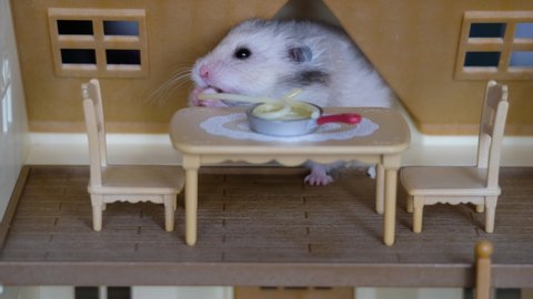 funny cute voracious hamster sits in a doll's toy house and eats spaghetti, stuffs his cheeks with food