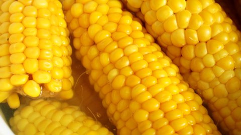 Ripe ears of corn in boiling water. Cooking vegetables in a pot. Close up shot. Top view