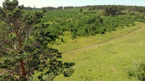 Ground road stretches between green pine trees and meadow against forestry hills under blue sky aerial view. National reservation park with young forests on hilly landscape from drone. Camera fly down