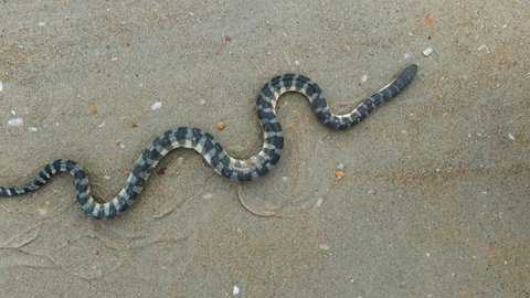 Amazing 4K wildlife video of sea snake Enhydrina schistosa aka beaked or hook-nosed snake, in concertina motion on beach, it is moving its body completely from head to tail as its crawl on beach sand.