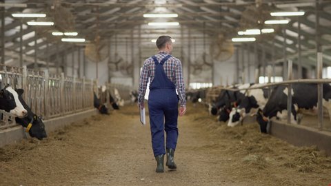 Back view follow shot of farm worker in uniform walking down aisle in cowshed and checking stalls with dairy cows eating hay