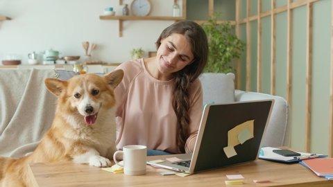 Today's generation Uses Remotely Work From Home. A Pretty Woman Working With A Laptop and Stroking a Cute Dog on a Couch. Woman Feeling Carefree and Happy.