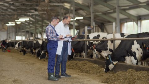 Side view wide shot of agricultural scientist in white coat with laptop and farm worker in uniform with clipboard standing in cowshed, examining stalls with cows eating hay, making notes and talking