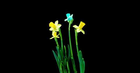 time lapse shooting of the growth and flowering of a bouquet of blue and yellow daffodils on a black background, 4k video. Beautiful unusual flowers.