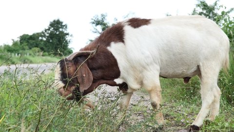 A close-up of a white-black goat, goat chewing grass or food.