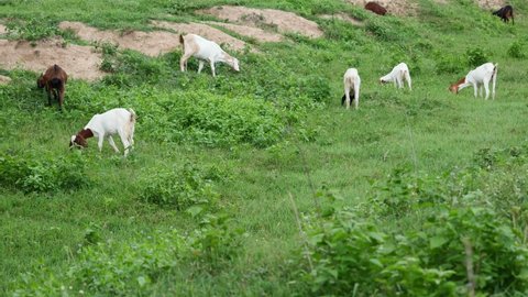 Goats eagerly eat young green grass. Herd of goats grazing on the grass.