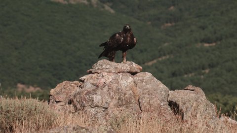 Golden Eagle swoops in landing on rocks, eating chunk of meat, Slow Motion