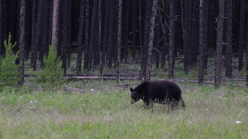 A black bear in Canada walking around while looking for food.