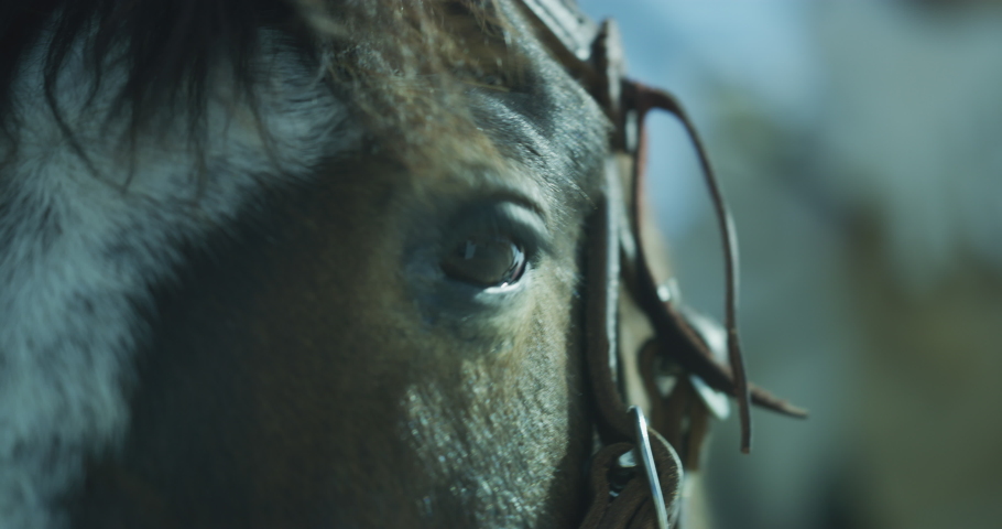 Close up on horses eye. Horse in saddle waiting. Horses hair blowing in the wind. Sunny Day Royalty-Free Stock Footage #1059593102
