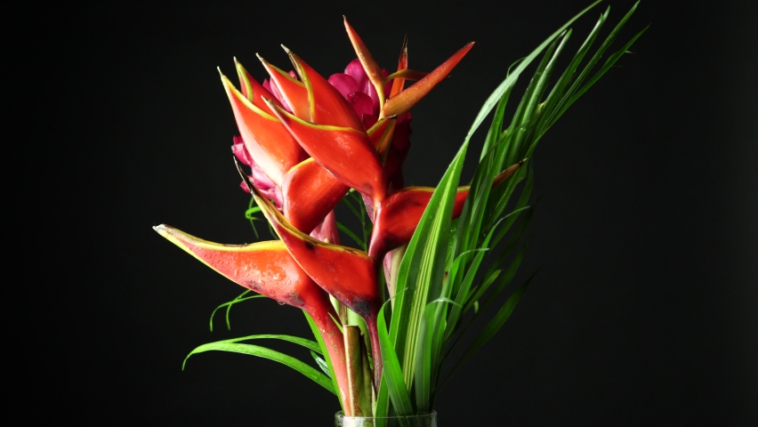 Beautiful bouquet of tropical exotic flowers. Close-up shot of Heliconia rostrata floral arrangement from rainforest or garden. Leaf background with Bird of paradise and Lobster Claw fern. Royalty-Free Stock Footage #1059596597