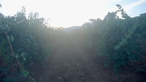 large grape field at sunset moving forward
