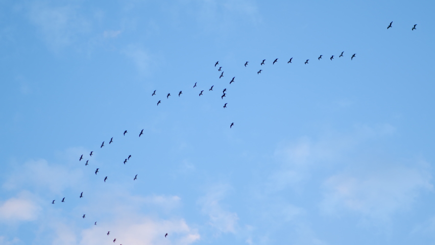 Birds flying slow motion on the magical blue sky background. Flock flying in an imperfect formation. Big flock of birds. Royalty-Free Stock Footage #1059598901