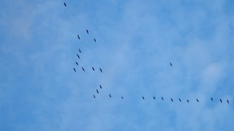 Birds flying slow motion on the magical blue sky background. Flock flying in an imperfect formation. Big flock of birds.
