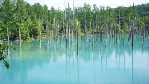 Natural wonder of Biei, Hokkaido - the Blue Pond on a sunny summer day