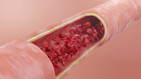 Red blood cells flow inside an artery, vein. Healthy arterial cross-section blood flow. Scientific and medical microbiological concept. Enrichment with oxygen and important nutrients, 3d Animation
