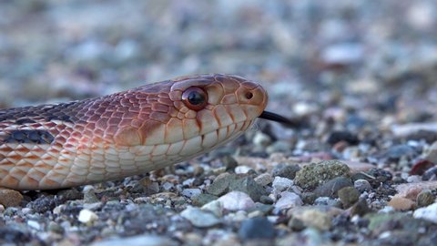 CIRCA 2020 - A garter or gopher snake with tongue flicking in extreme close up.