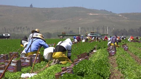 CALIFORNIA - CIRCA 2020 - Migrant Mexican and hispanic farm workers labor in agricultural fields picking crops vegetables suggests immigration.