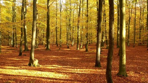 Yellow autumn forest aerial footage	