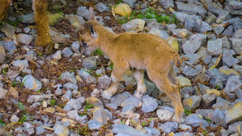 Two young markhor goat kids walking around following their mom.	
