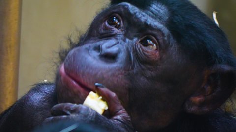 Close up of Bonobo eating veggies.	