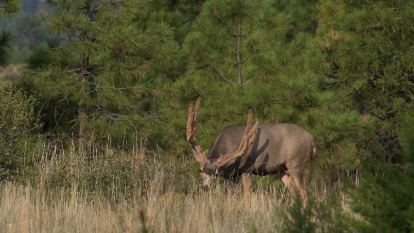 A huge mule deer buck with large velvet covered antlers feeds on leaves.