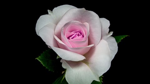 Beautiful Opening Pink Rose On の動画素材 ロイヤリティフリー Shutterstock