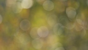 Abstract beautiful 4k blurry video background with round sunny bokeh of defocused autumn trees and green and yellow foliage. Christmas holiday backdrop
