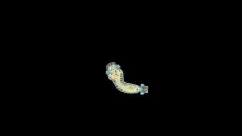 Larva of the worm Polydora sp. under the microscope, family Spionidae, class Polychaeta, early stage nektoheta. Black Sea
