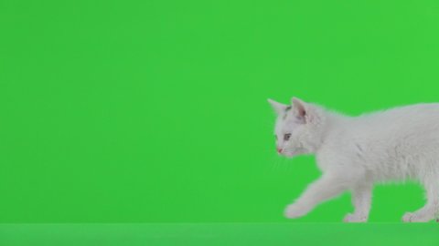 The white kitten walks and leans over the green screen.