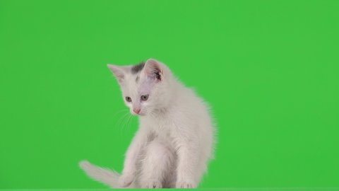 Kitten In Box Green Screen Video De Stock 100 Libre De Droit Shutterstock