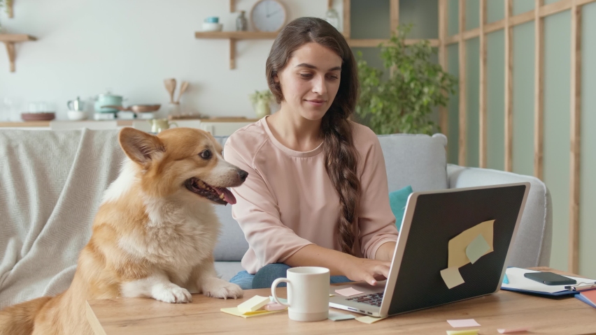Today's generation Uses Remotely Work From Home. A Pretty Woman Working With A Laptop and Stroking a Cute Dog. Working From Home During on Isolation at Bright Room. Woman Feeling Carefree and Happy. Royalty-Free Stock Footage #1059632357