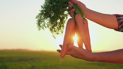 Picking fresh carrots in farmer man hands. Gardener holding bunches fresh organic vegetables at sunset field. Close up Farming harvesting, Healthy food natural product Farm Harvest Crop concept. 4 K