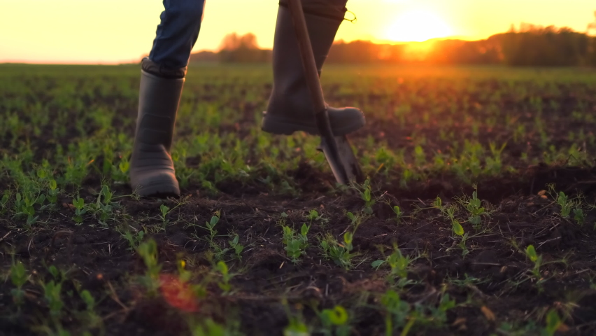 Close-up foot of farmer, worker man digging soil, ground with shovel in rubber boots in garden field of wheat at sunset spring. Farming Agriculture harvesting food growing vegetables concept. 4 K Royalty-Free Stock Footage #1059632501