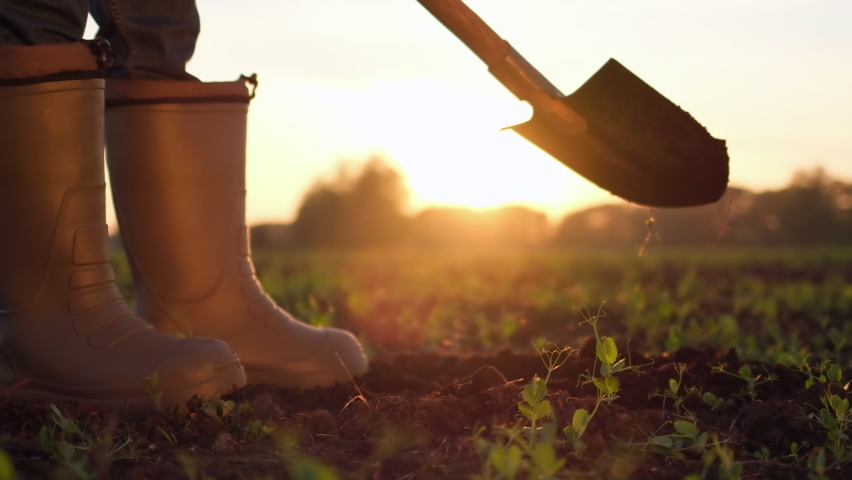 Close-up foot of farmer, worker man digging soil, ground with shovel in rubber boots in garden field of wheat at sunset spring. Farming Agriculture harvesting food growing vegetables concept. 4 K Royalty-Free Stock Footage #1059632525