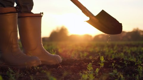 Close-up foot of farmer, worker man digging soil, ground with shovel in rubber boots in garden field of wheat at sunset spring. Farming Agriculture harvesting food growing vegetables concept. 4 K