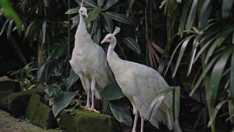 Two large peacocks with white feathers in its usual habitat with green grass and sprawl 